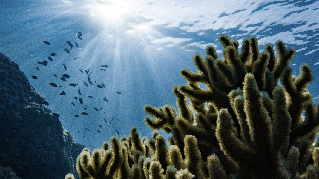 Sustainable Swimwear-Best Way to Protect Our Ocean