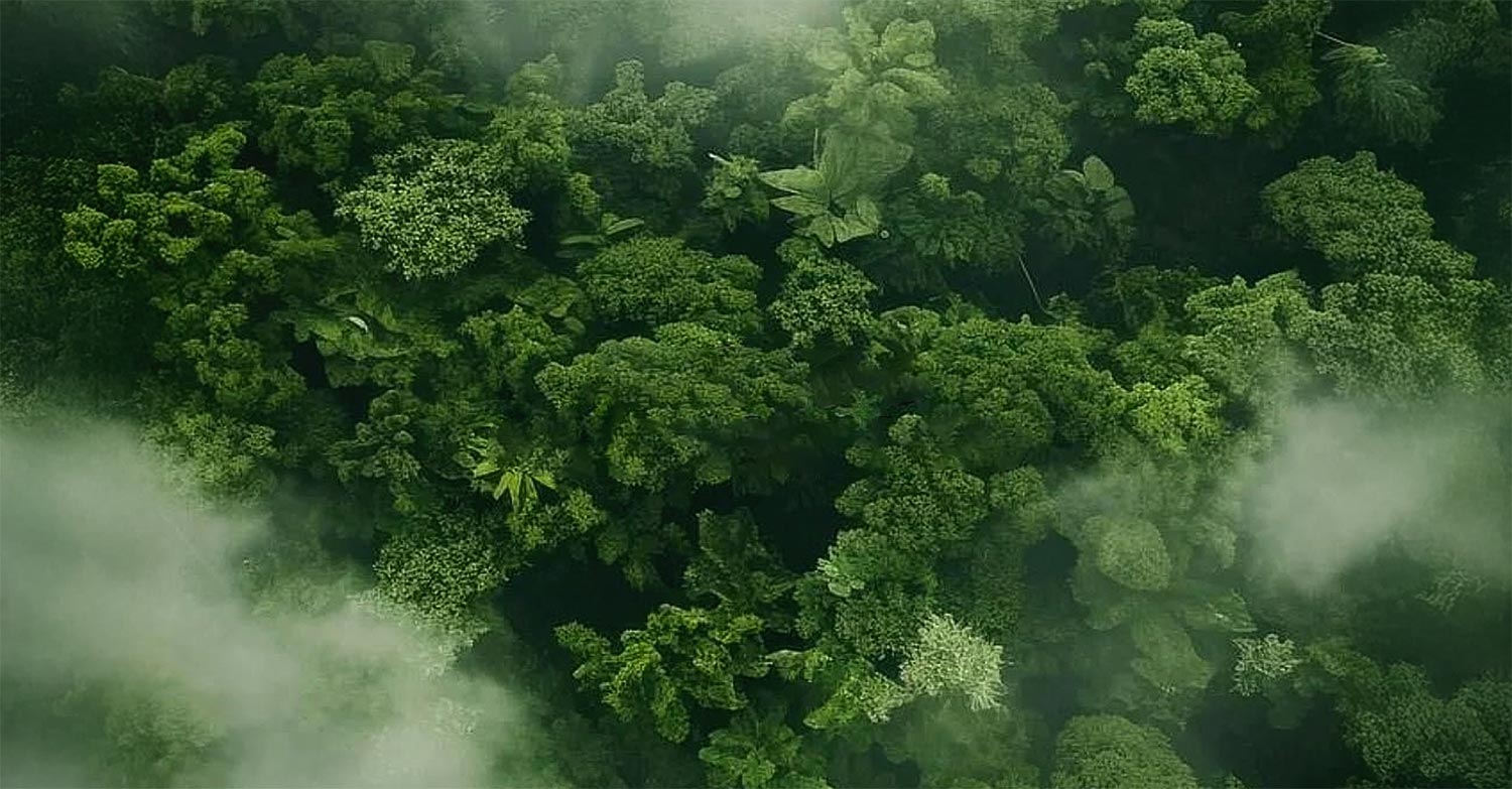Green forest