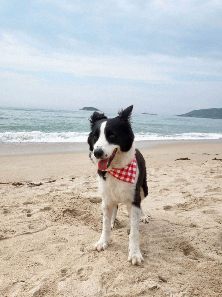 Pet Plaid Triangle Scarf Sustainable Beach Accessories - BERLOOK